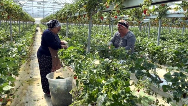 Sinop'ta 4 milyonluk yatırım! Topraksız çilek üretip dünyaya satıyorlar