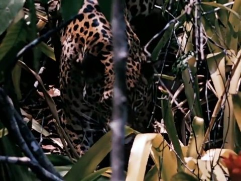 Jungle Cat Bande-annonce VO