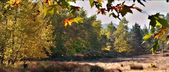 Le Poirier sauvage Bande-annonce VO
