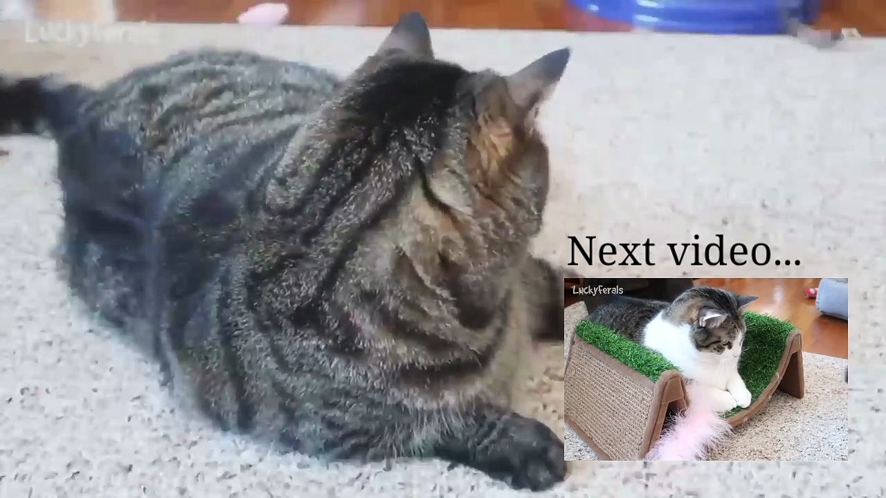 Funny Cat Videos Try Not to Laugh