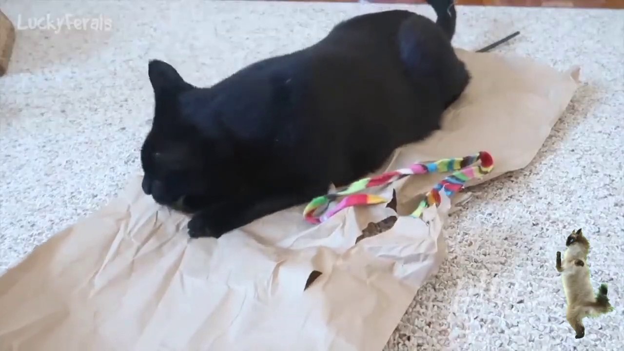 Funny Cat Videos Try Not to Laugh