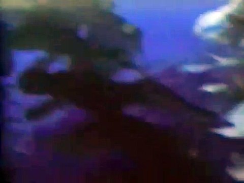 Les Dents de la mer 4 : La Revanche Bande-annonce VO