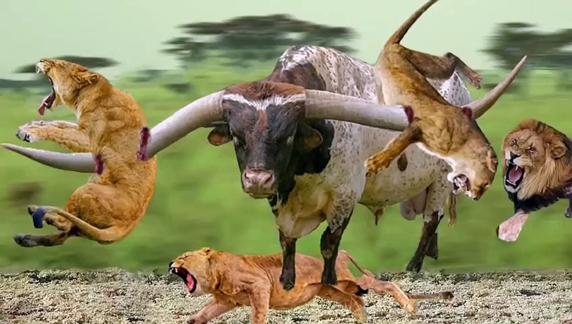 Lion VS BUffalo , 10 times when buffalos defeated lions!