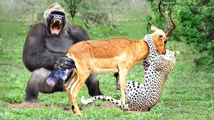 impla VS leopard , and Gorillas involved , see what mothers can do to save their babies?