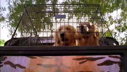 5 Toutous Prêts à Tout Bande-annonce VO