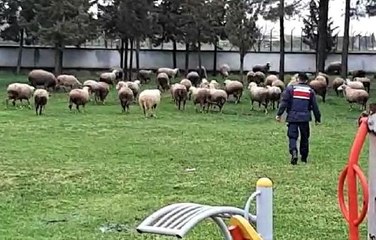 Son dakika haberi! ÇALINAN KOYUNLARI KUZULARIYLA JANDARMA BULUŞTURDU