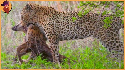 Leopard VS doges ! who will win ?