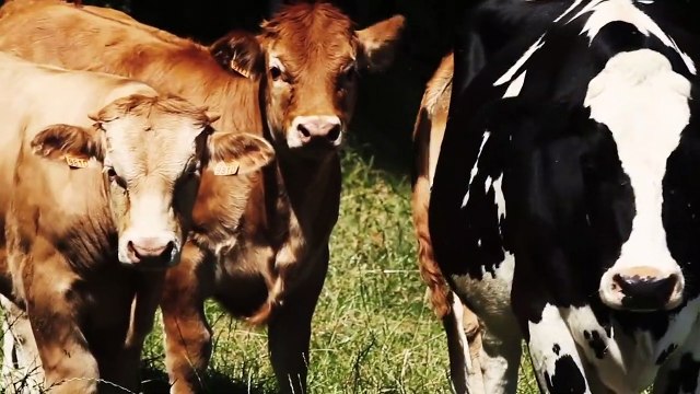 Bizarre - BONUS Cyrille Eldin interview Pierre Prieur