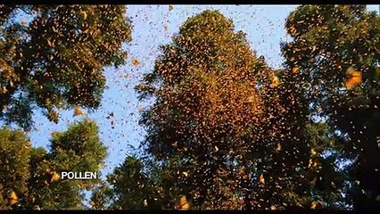 Les films du 16 mars 2011