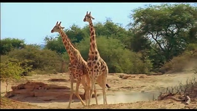 Un nouveau jour sur Terre EXTRAIT VF Girafes