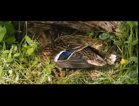 Les Animaux amoureux Extrait vidéo (3) VF