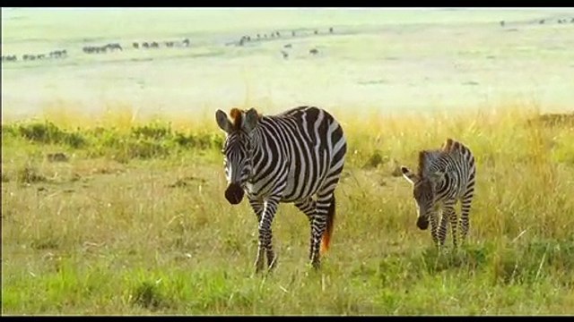 Un nouveau jour sur Terre EXTRAIT VF Zèbre