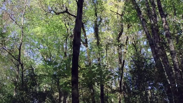 Le Temps des forêts EXTRAIT Valoriser le territoire