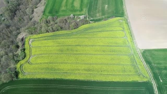 KIRKLARELİ - Trakya tarlalarında kanola sarısı şöleni