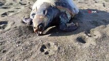 Nesli tehlike altında bulunan 4 yeşil deniz kaplumbağası sahile vurdu