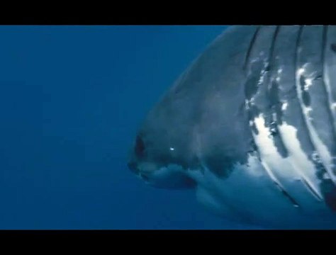 Océans Extrait vidéo (2) VF