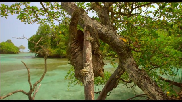 Un nouveau jour sur Terre EXTRAIT VF Paresseux