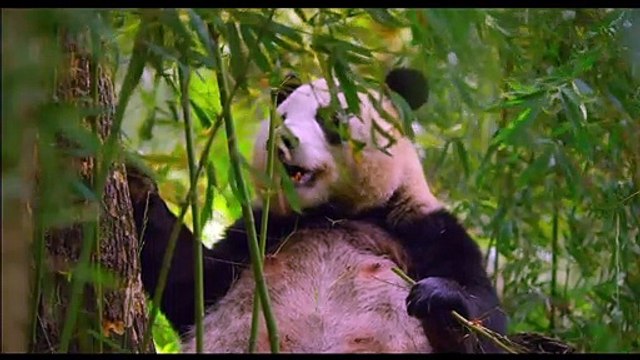 Un nouveau jour sur Terre EXTRAIT VF Panda