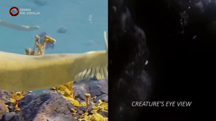 Gözün Evrimi  Cosmos  Bir Uzay Serüveni Belgeseli