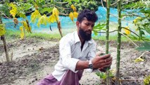 Shakil Sarkar's extraordinary papaya tree grafting