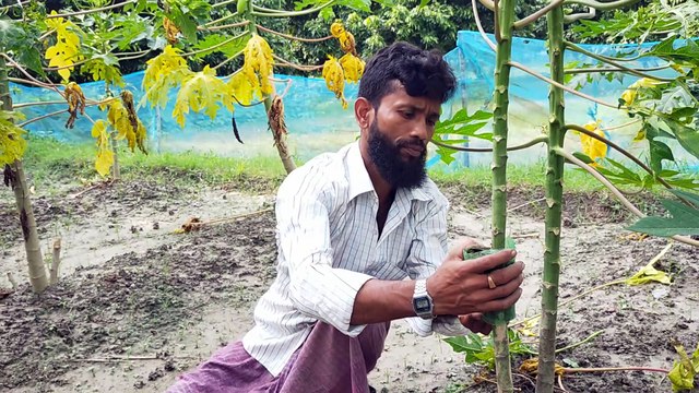 Shakil Sarkar's extraordinary papaya tree grafting
