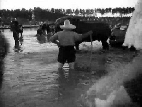 Riz amer Bande-annonce VO