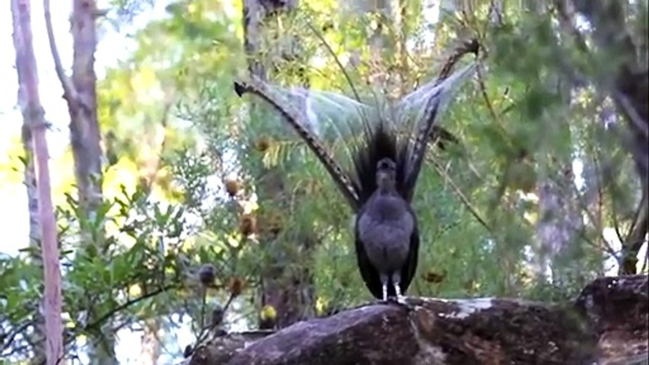 Burung lyre / superb lyrebird (Menura novaehollandiae)