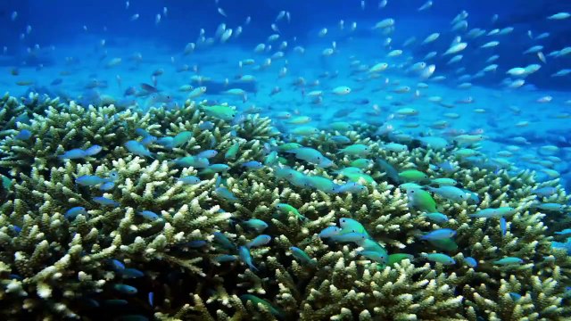 Under the Sea Bande-annonce VF