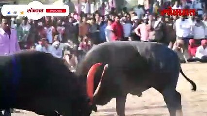 रेड्यांची टक्कर.. आणि शेवटी 'हे' घडलं