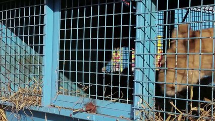 Circa par Stève Albaret