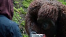 La Planète des singes : l'affrontement - EXTRAIT VOST 