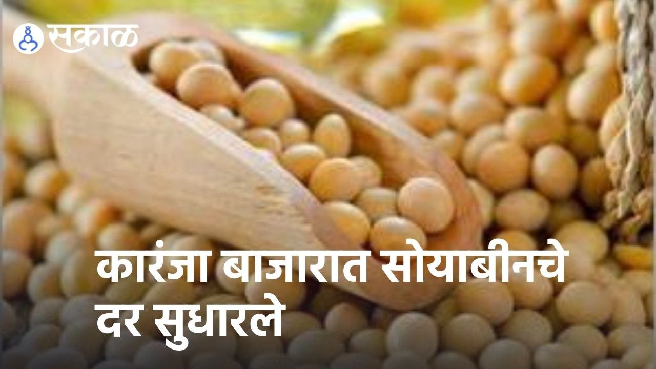 Soyabean Rate | कारंजा बाजारात सोयाबीनचे दर सुधारले  | Sakal |