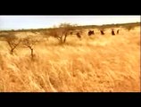 Massai, les guerriers de la pluie Extrait vidéo (2) VO