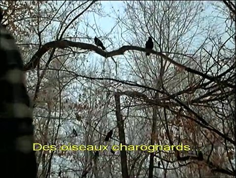 Un Plan simple Bande-annonce VO