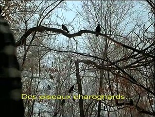 Un Plan simple Bande-annonce VO