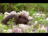 Mèche Blanche, les aventures du petit castor Extrait vidéo (3) VF