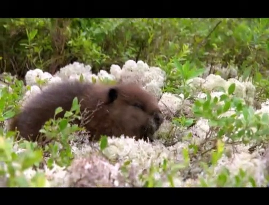 Mèche Blanche, les aventures du petit castor Extrait vidéo (3) VF