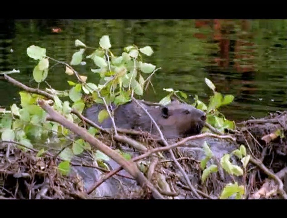 Mèche Blanche, les aventures du petit castor Extrait vidéo VF
