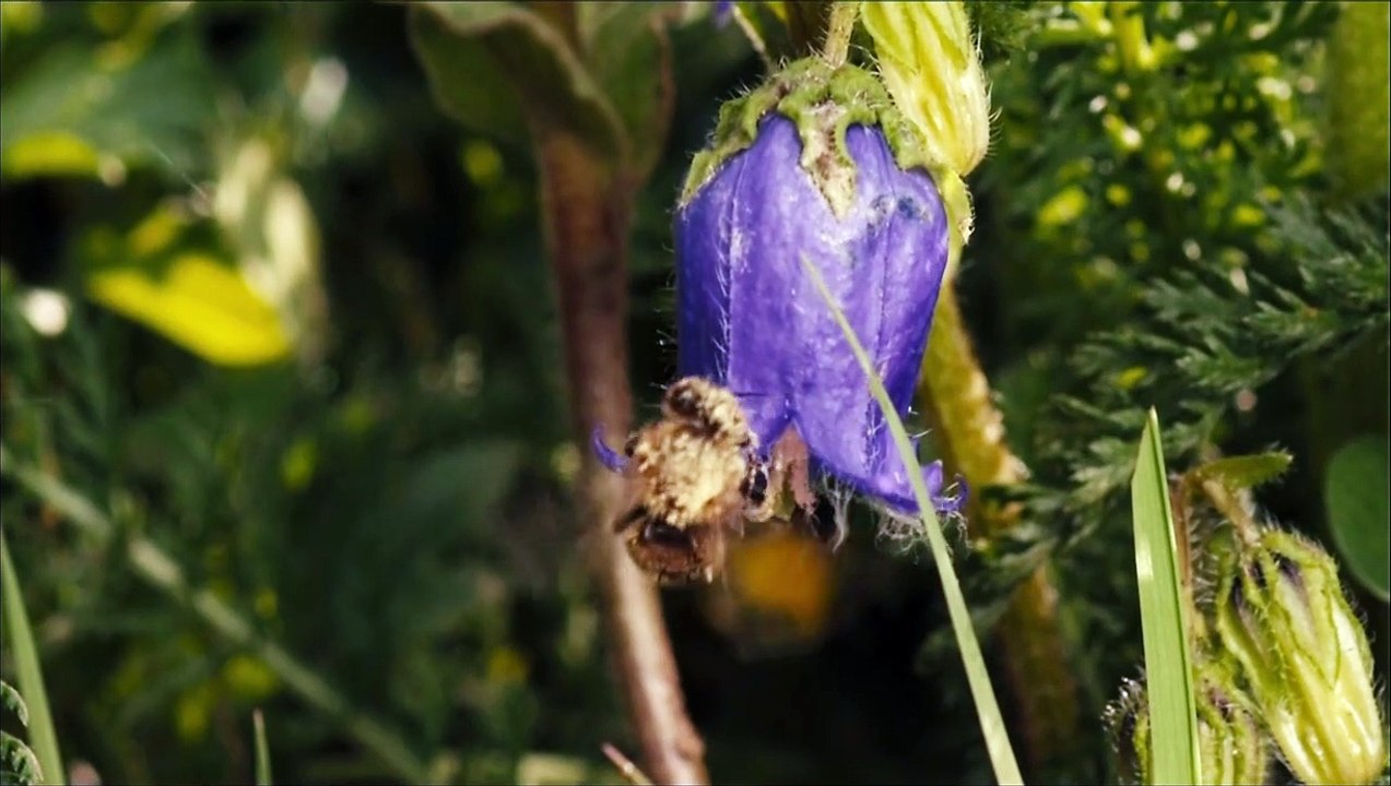 Des Abeilles et des Hommes Bande-annonce VF