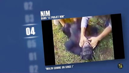 Les chimpanzés