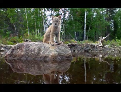 Mèche Blanche, les aventures du petit castor Extrait vidéo (2) VF