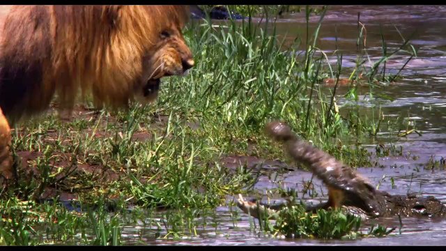 Chimpanzés Making Of VO