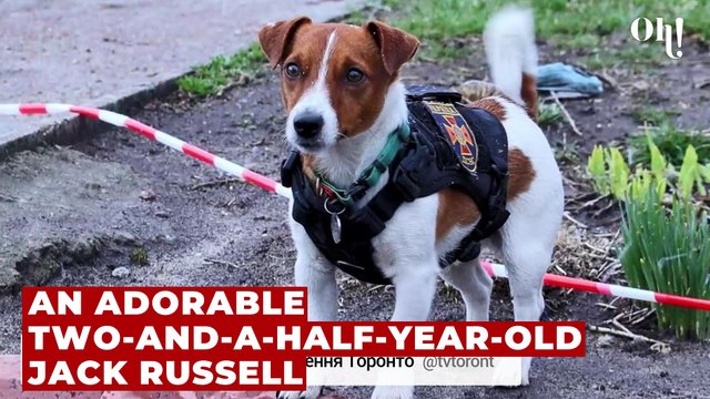 War In Ukraine: Minesweeping pooch has sniffed out hundreds of Russian explosives