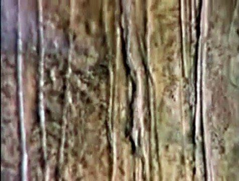 Edvard Munch, la danse de la vie Extrait vidéo VO