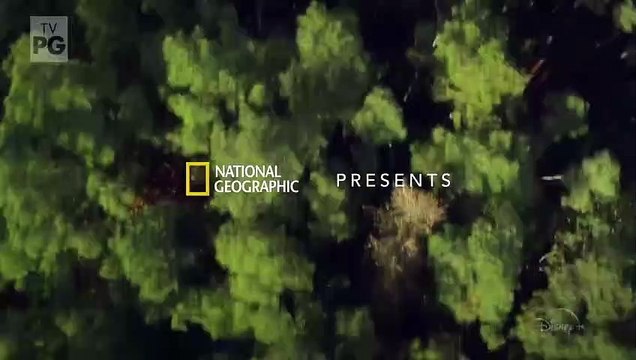 Rencontre avec les chimpanzés - saison 1 Bande-annonce VO