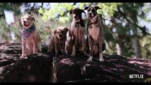Nos amis les chiens - saison 1 Bande-annonce VO