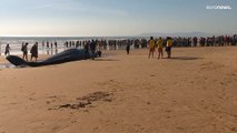 Portugal | Muere la ballena encallada en una playa cercana a Lisboa