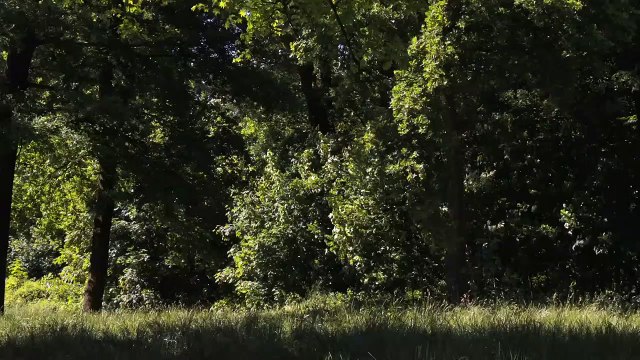 Le Bois dont les rêves sont faits - EXTRAIT VF L'arrivée de l'été