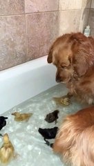Golden Retriever Looks After Ducklings