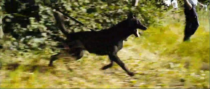 La Proie Bande-annonce VF